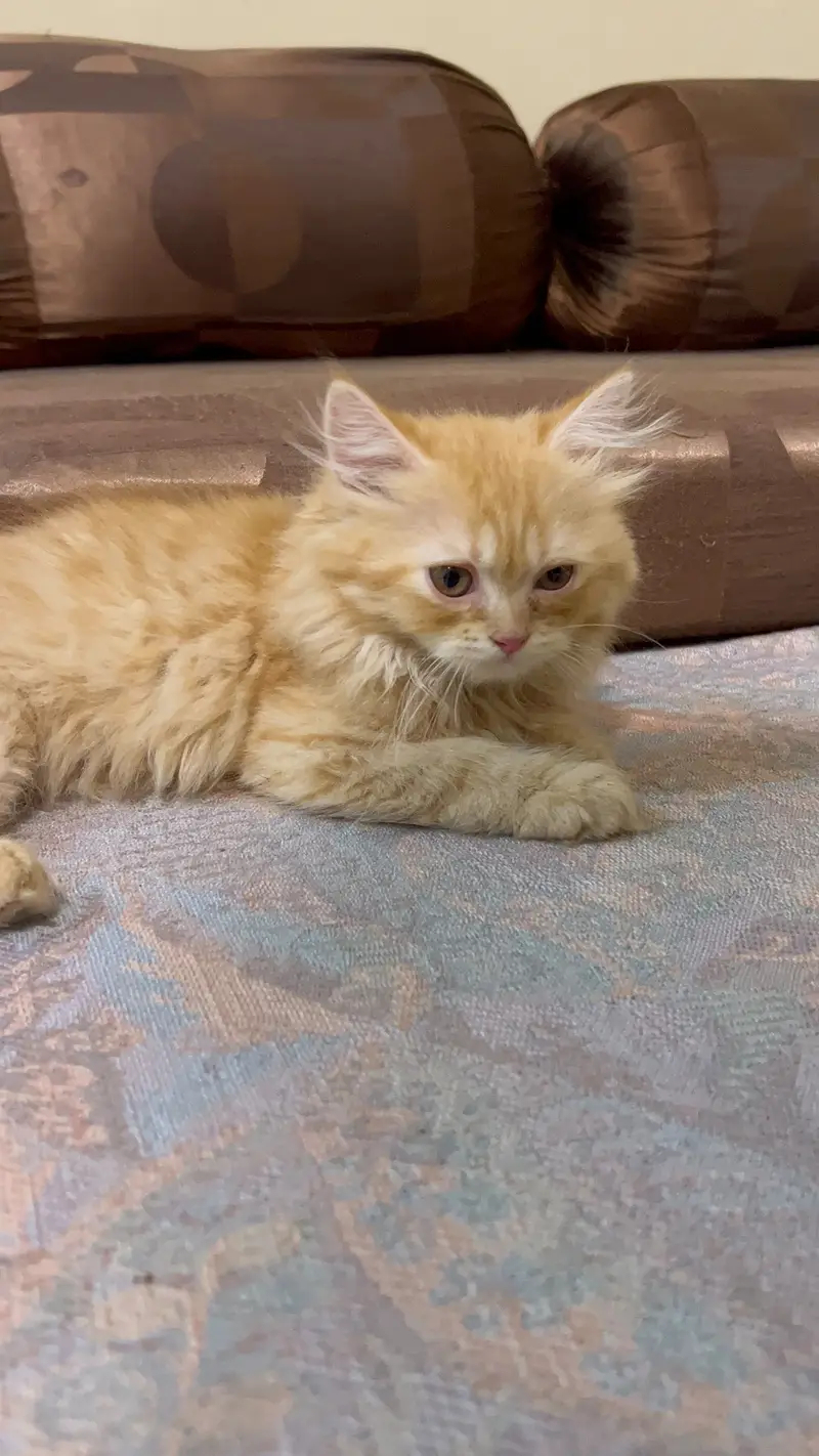 Persian Triple coat 15k Each — photo 5