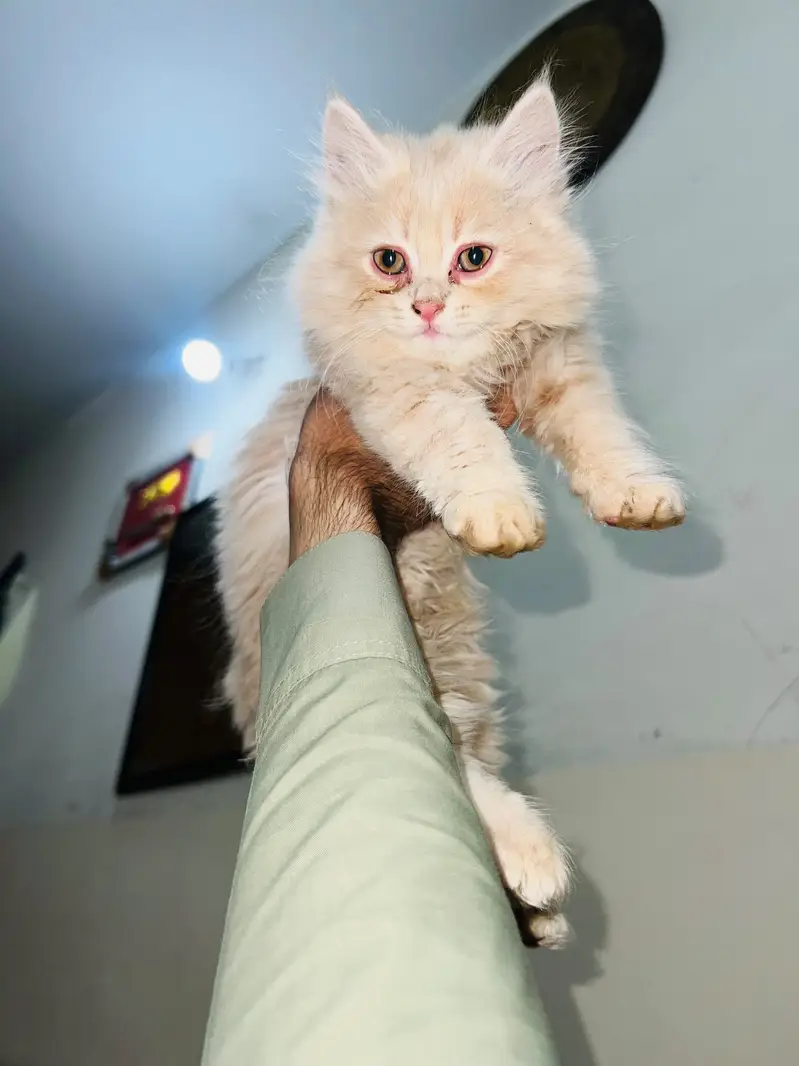 Persian Triple coat 15k Each — photo 8