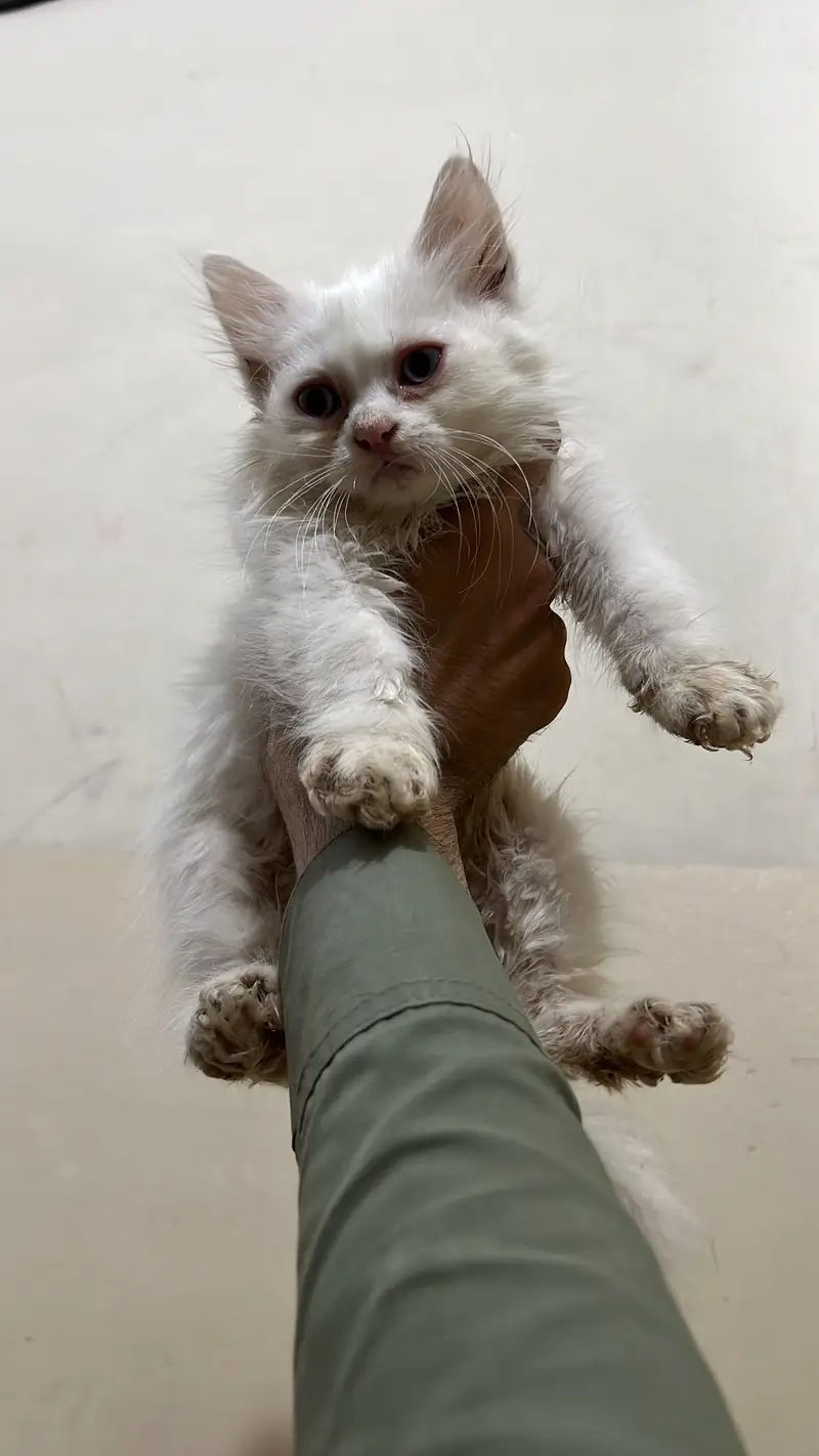 Persian Triple coat 15k Each — photo 12