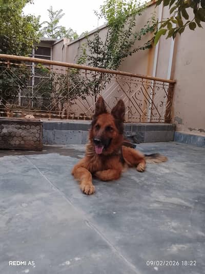 German Shepherd for sale