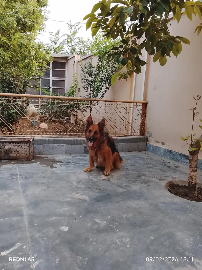German Shepherd for sale — photo 3