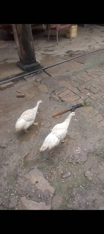 guinea fowl pair