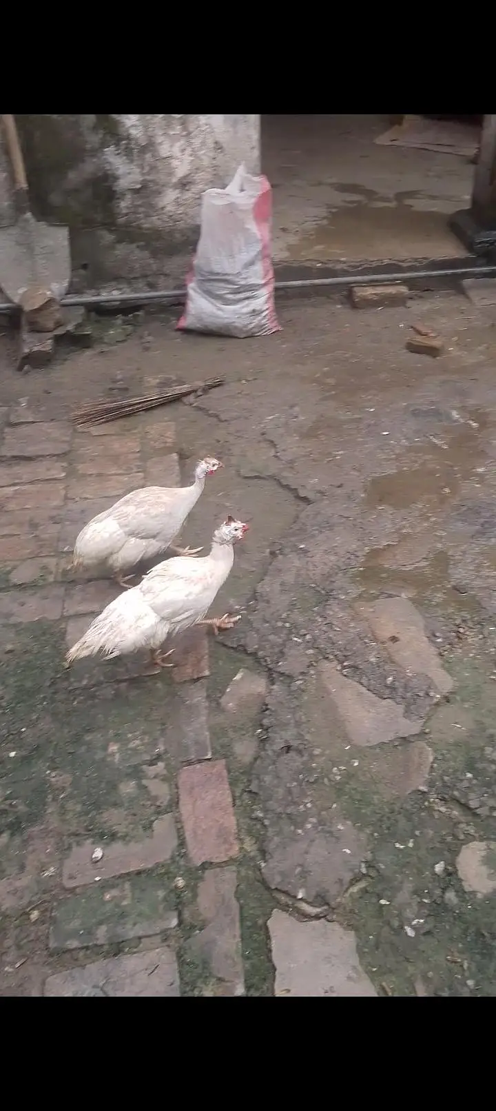 guinea fowl pair — photo 2