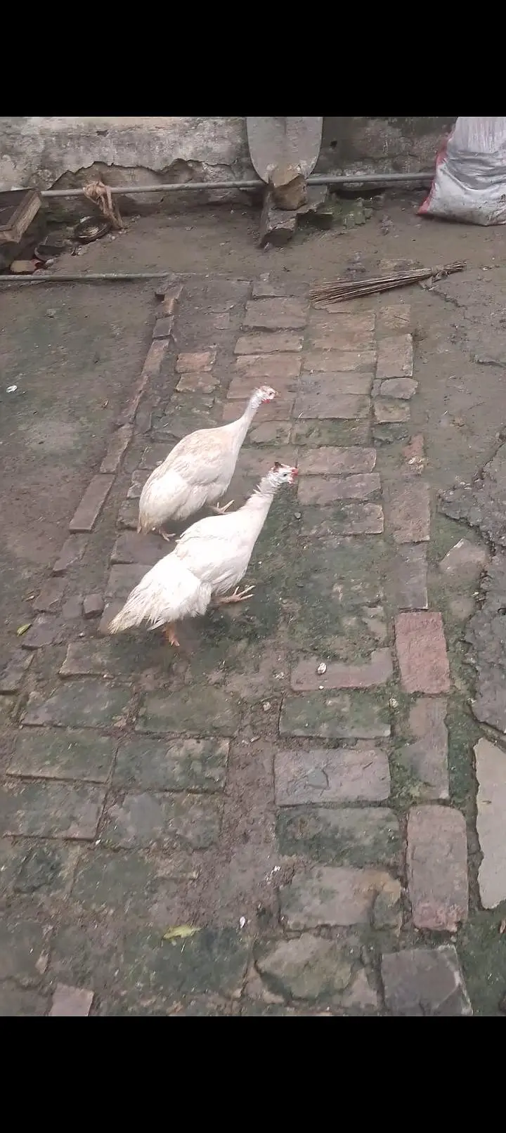 guinea fowl pair — photo 3