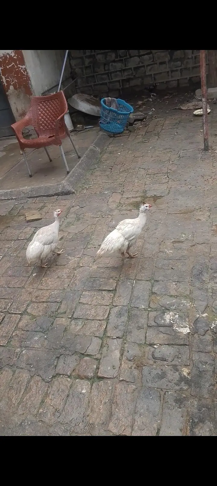 guinea fowl pair — photo 4