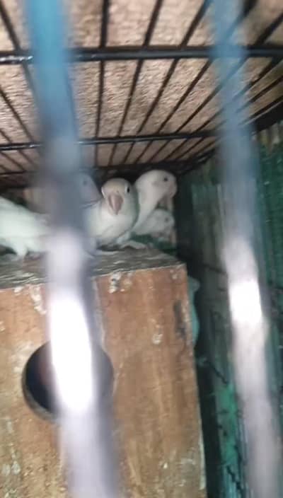 Lovebirds Parrots Breeder Piece Price kaam ho jaya gi Read Add