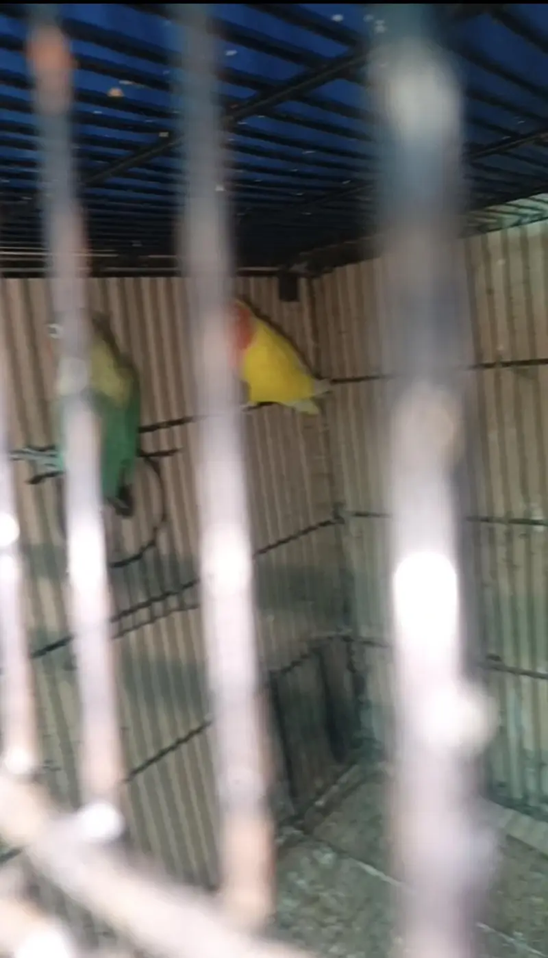 Lovebirds Parrots Breeder Piece Price kaam ho jaya gi Read Add — photo 2
