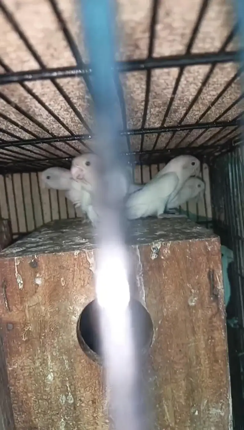 Lovebirds Parrots Breeder Piece Price kaam ho jaya gi Read Add — photo 3