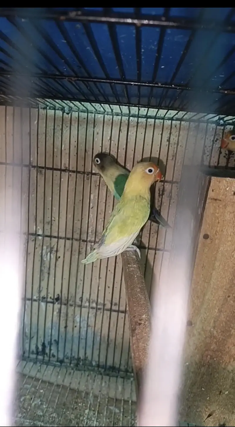 Lovebirds Parrots Breeder Piece Price kaam ho jaya gi Read Add — photo 4