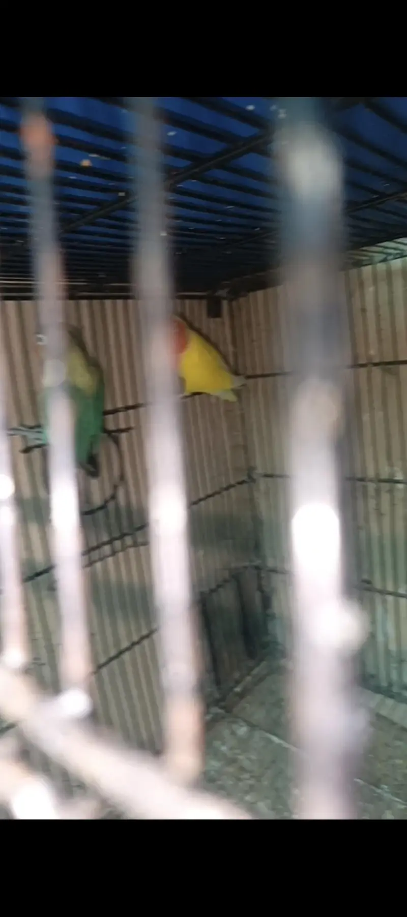 Lovebirds Parrots Breeder Piece Price kaam ho jaya gi Read Add — photo 5