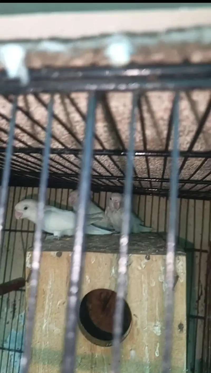 Lovebirds Parrots Breeder Piece Price kaam ho jaya gi Read Add — photo 6