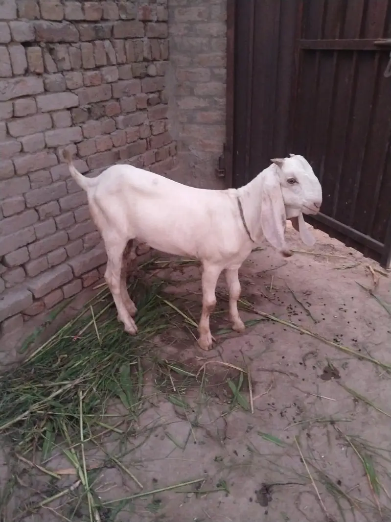 desi Bakra for sale — photo 3