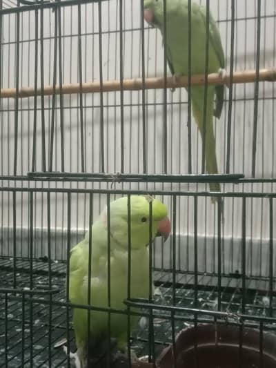 green parrot pair