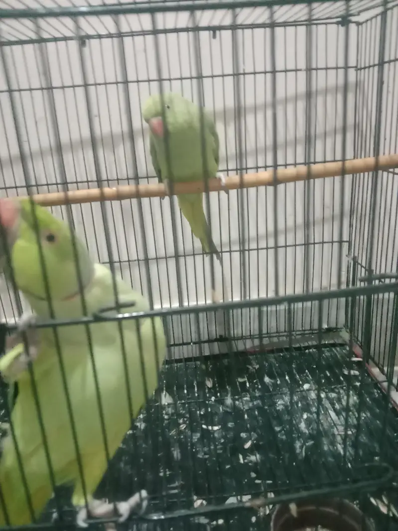 green parrot pair — photo 2