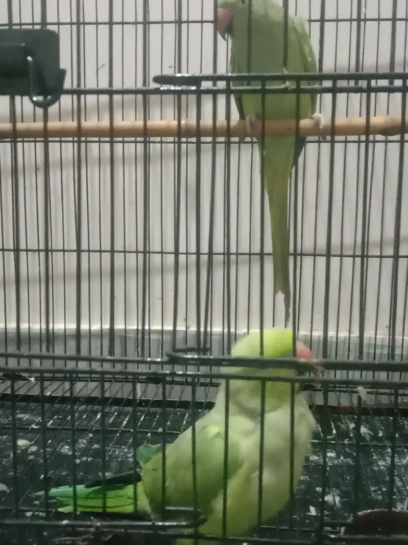 green parrot pair — photo 3