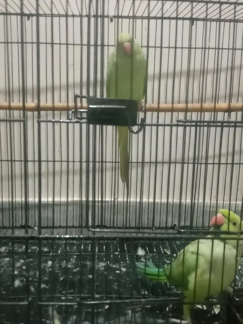 green parrot pair — photo 4
