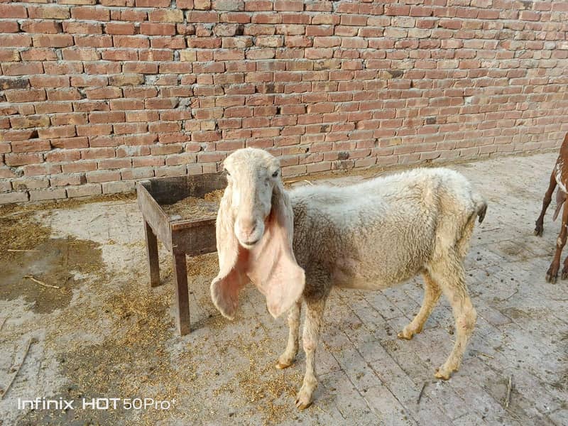 کککی کجلے  بھیڑ دوسرا سووا 2 ماہ کی غببن 0
