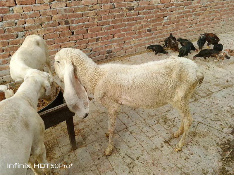 کککی کجلے  بھیڑ دوسرا سووا 2 ماہ کی غببن 1