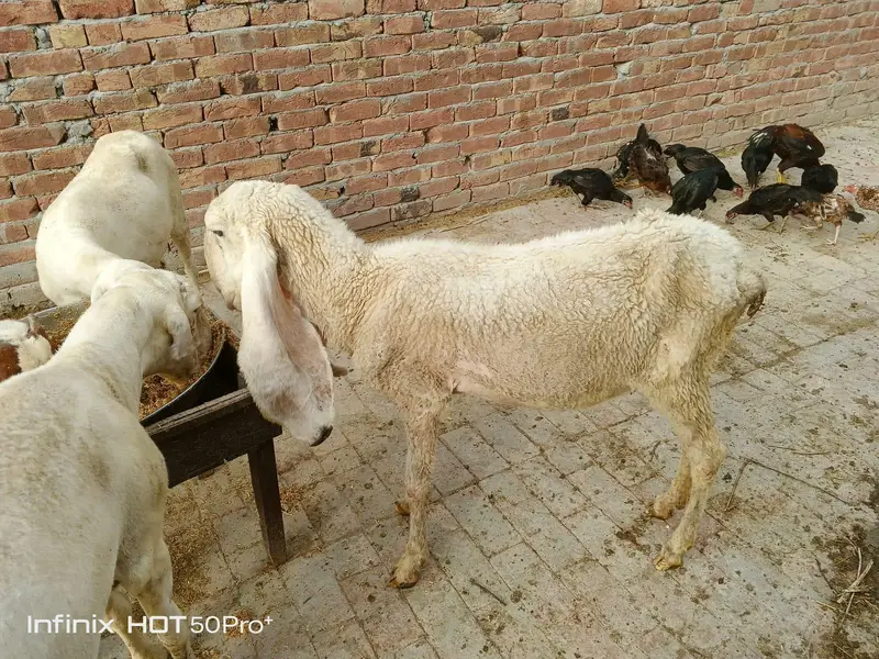 کککی کجلے  بھیڑ دوسرا سووا 2 ماہ کی غببن — photo 2