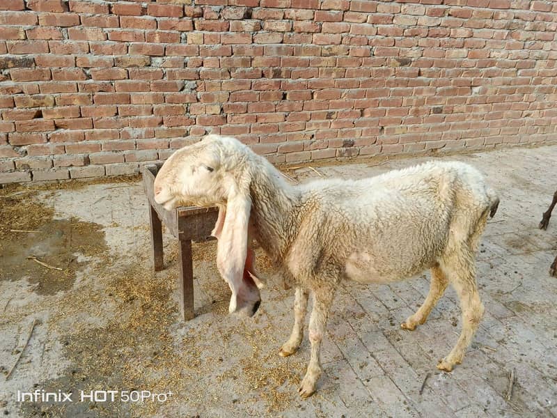 کککی کجلے  بھیڑ دوسرا سووا 2 ماہ کی غببن 2