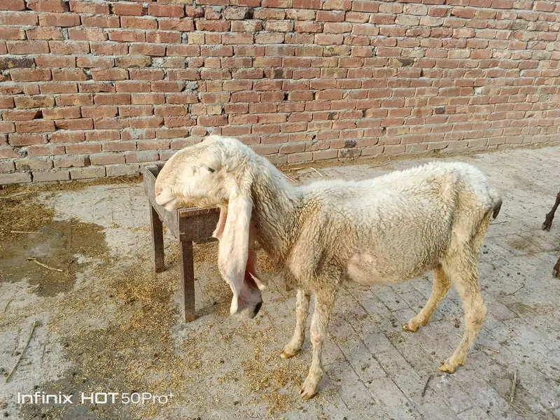 کککی کجلے  بھیڑ دوسرا سووا 2 ماہ کی غببن — photo 3