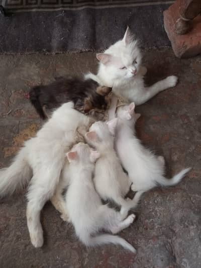 cat lover