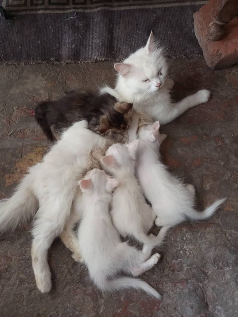 cat lover 0