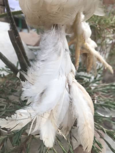 White buff Male two pieces