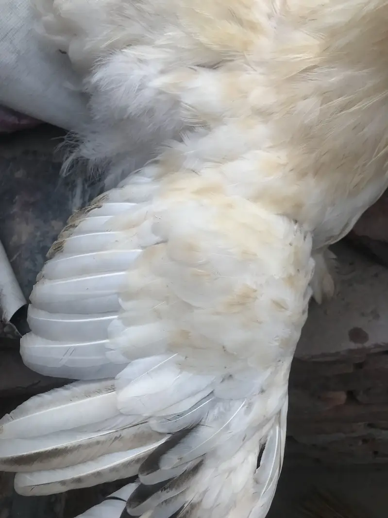 White buff Male two pieces — photo 4