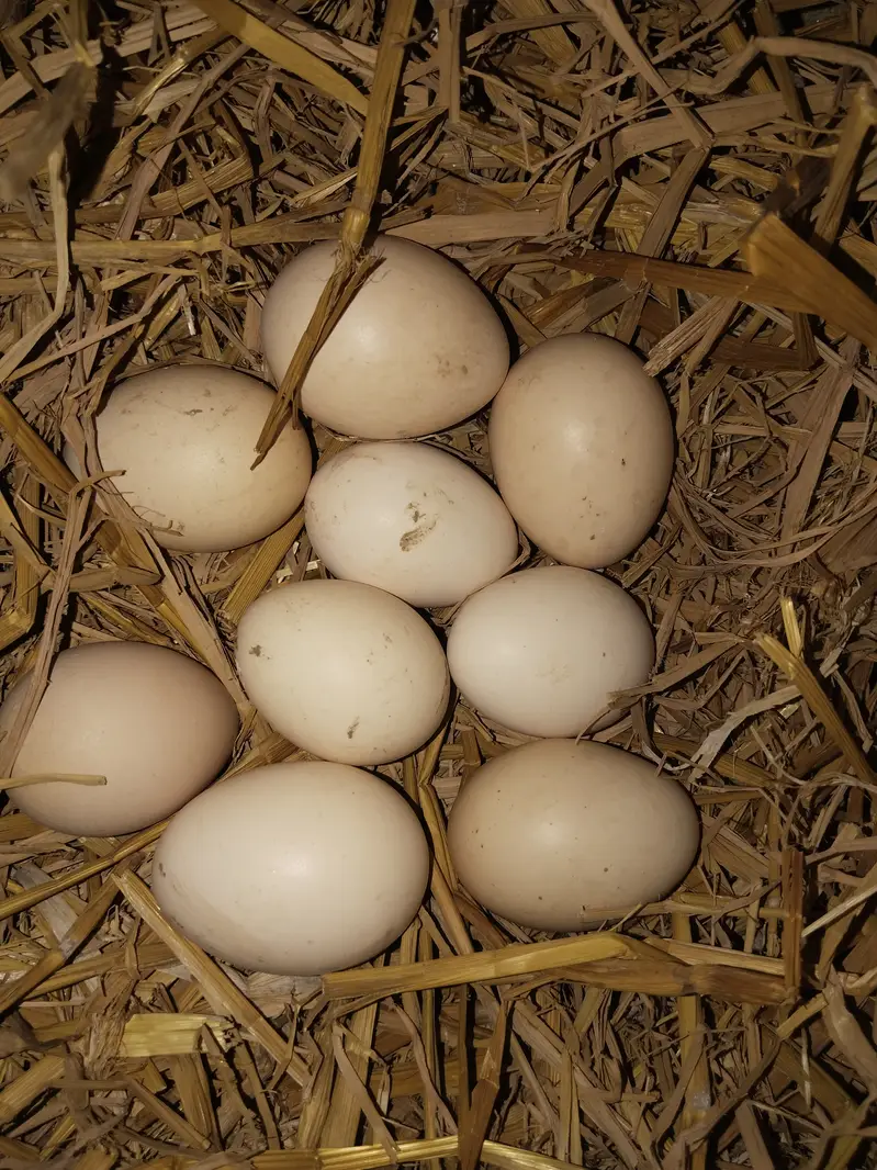 Fresh Pure Aseel Fertile Eggs Available For Sale