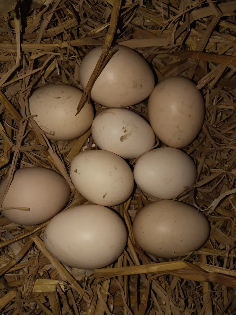 Fresh Pure Aseel Fertile Eggs Available For Sale — photo 2