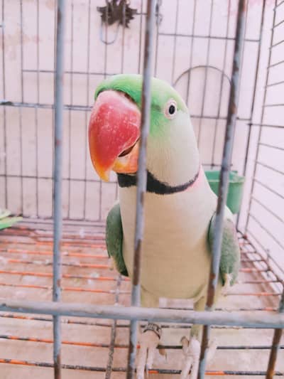 Raw Parrot 11 Months For Sell & Exchange From Female.