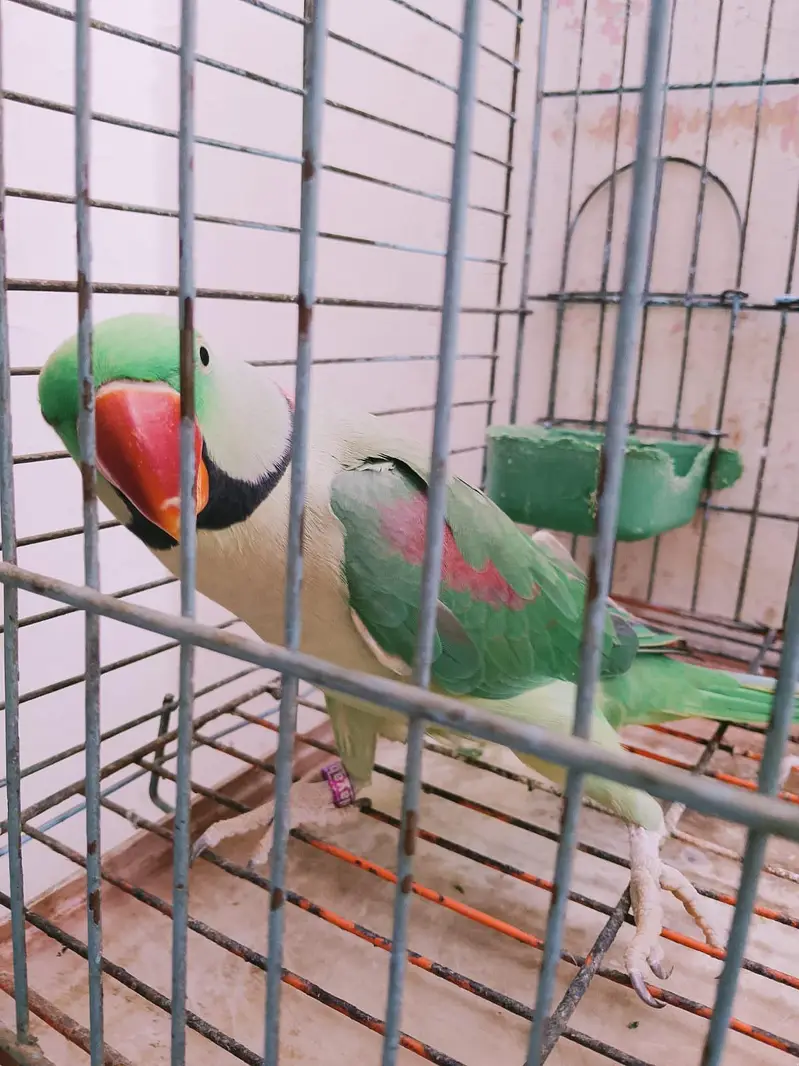 Raw Parrot 11 Months For Sell & Exchange From Female. — photo 2