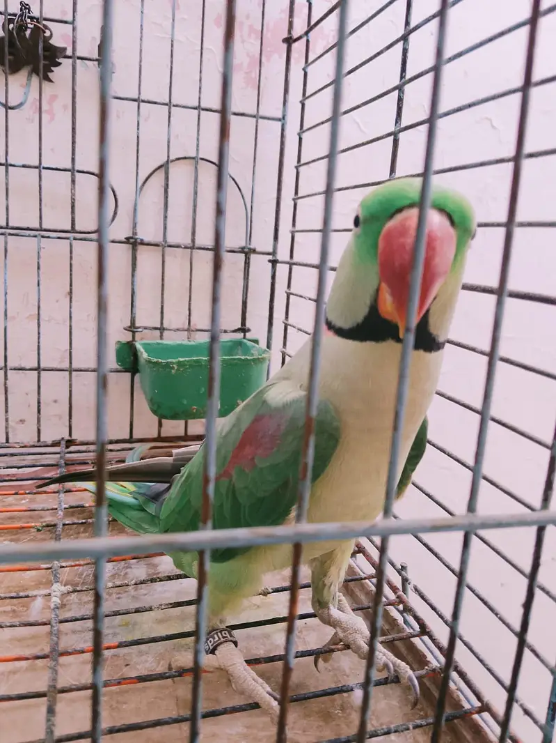 Raw Parrot 11 Months For Sell & Exchange From Female. — photo 3