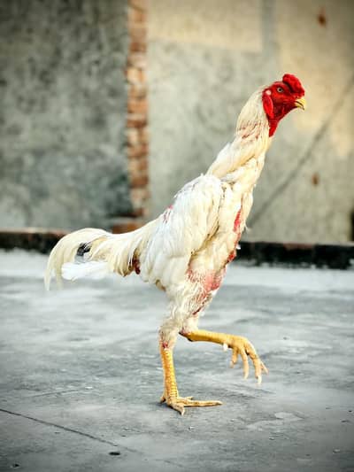 White Shamo Male.