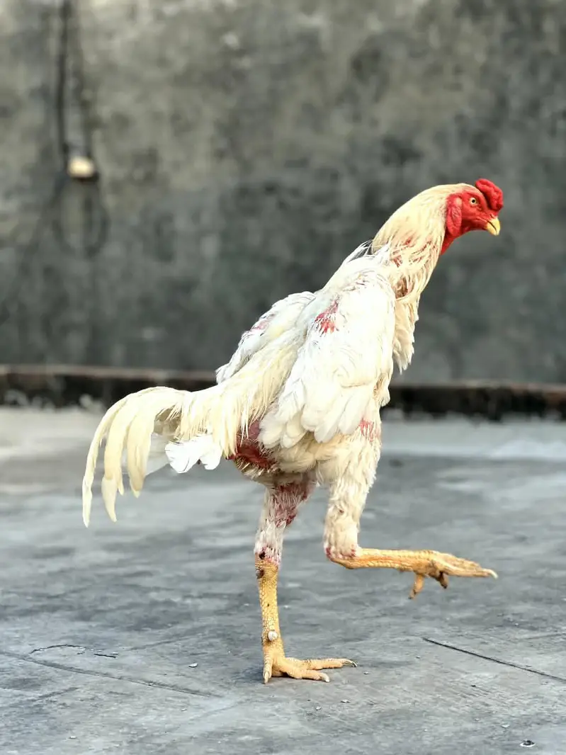 White Shamo Male. — photo 6