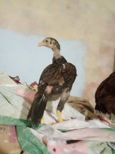 Lassani Chick's