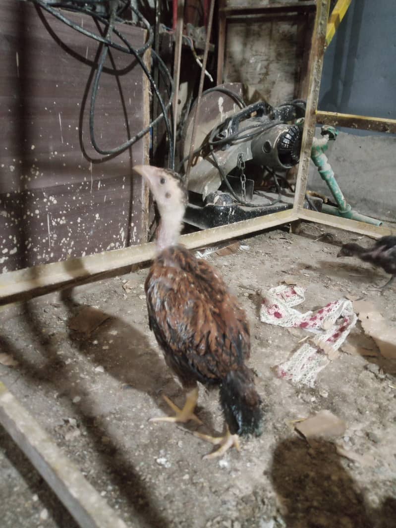 Lassani Chick's 1