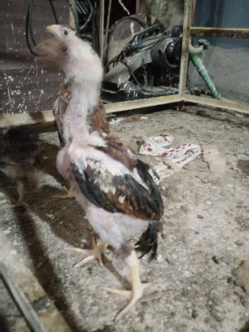 Lassani Chick's 2