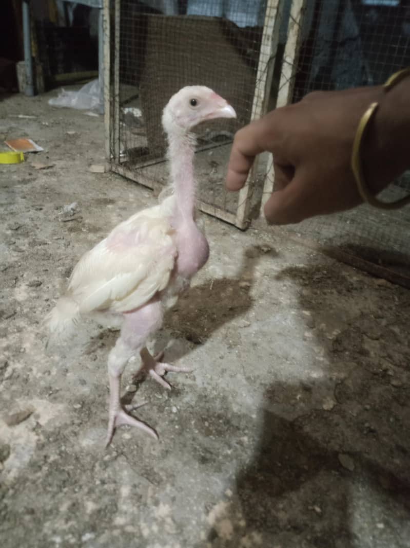 Lassani Chick's 4