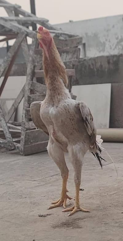 saleta shamo male breeder