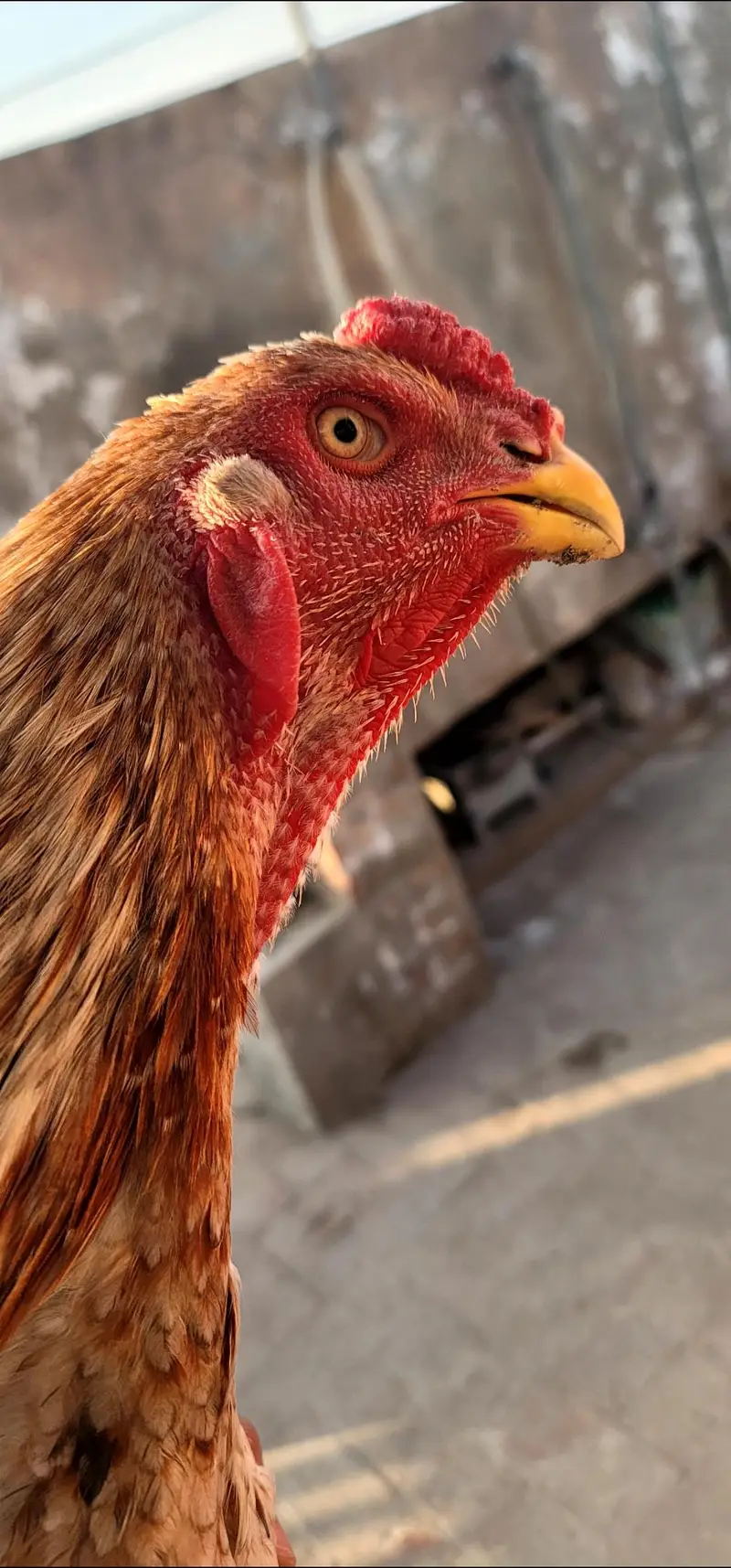 saleta shamo male breeder — photo 2