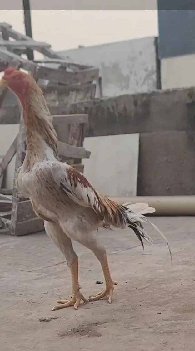 saleta shamo male breeder — photo 4