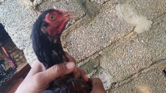 04 aseel mughi for sale
