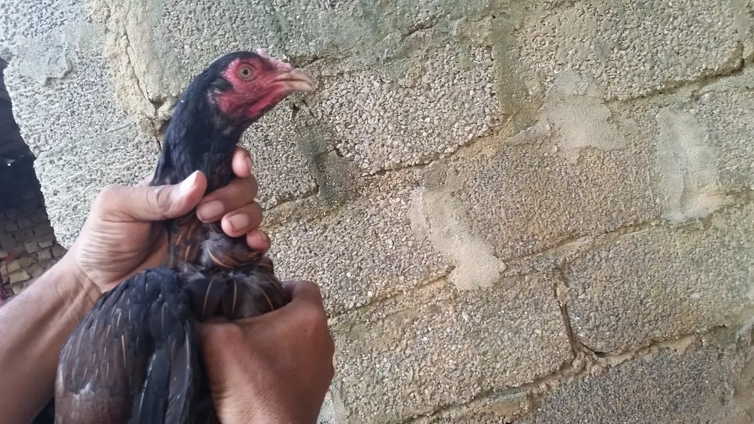 04 aseel mughi for sale — photo 2