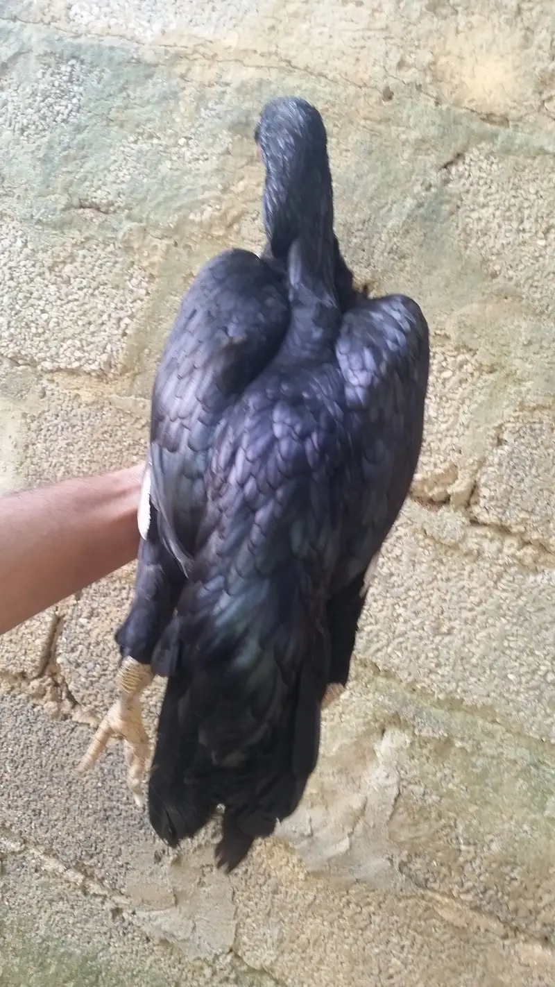 04 aseel mughi for sale — photo 3