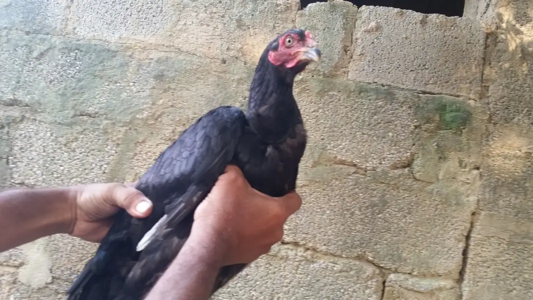04 aseel mughi for sale — photo 4