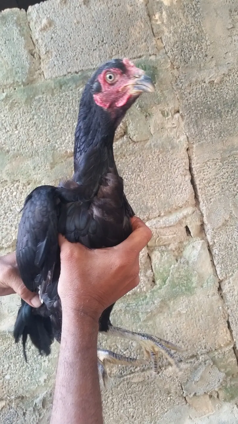 04 aseel mughi for sale — photo 5