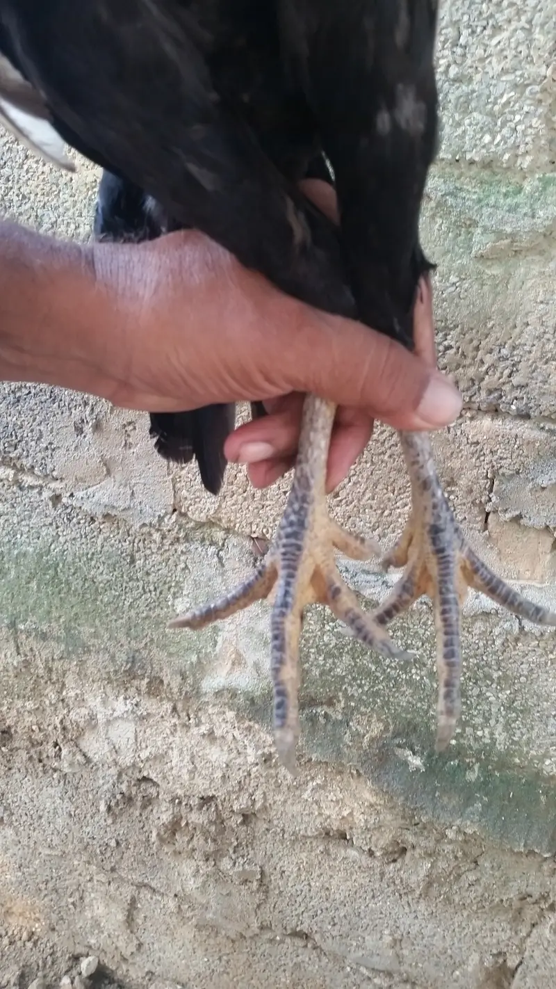 04 aseel mughi for sale — photo 6