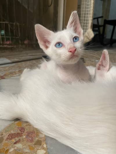 Persian Double Coat Cat
